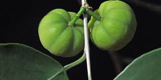 Image result for Heywoodia