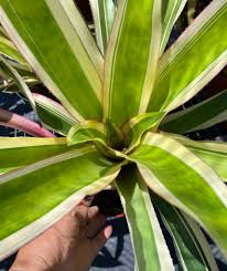 Image result for Aechmea mexicana