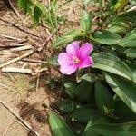 Image result for Melastomastrum segregatum