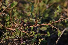 Image result for Marsilea burchellii