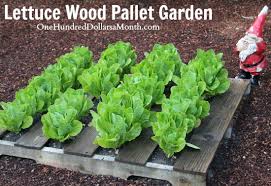 How to make and grow in a pallet garden. Pallet Gardening 101 Creating A Pallet Garden One Hundred Dollars A Month