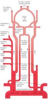 The head and neck region obtain the majority of its blood supply via the carotid and also vertebral arteries. Figure Schematic Owchart From The Arteries In The Neck And Head Download Scientific Diagram