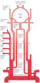 Ninja nerds!join us in this video where we discuss the blood circulation of the head and neck using a flow chart. Figure Schematic Owchart From The Arteries In The Neck And Head Download Scientific Diagram
