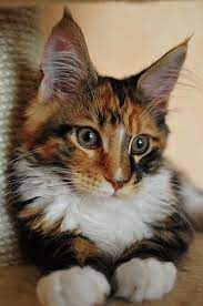 Pin On Felines--maine Coon Cat Norwegian Forest Cat