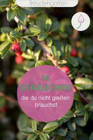 Die 16 Besten Straucher Fur Trockene Boden Straucher Garten Pflanzen Pflegeleichter Garten