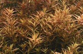 Image result for Rotala fontinalis