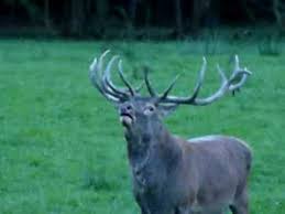 brâme du cerf 2008 - YouTube