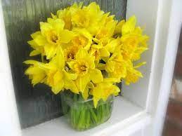 My Daffodils Came And Went Quickly Way Back In January Glad To See These Beautiful Flowers Garden Beautiful Flowers Daffodils