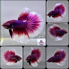 Betta Splendens Halfmoon Lavender Butterfly Betta Fish Halfmoon Betta Betta