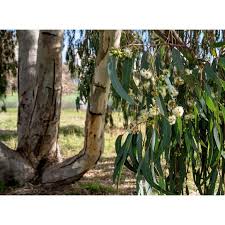 Image result for Eucalyptus tereticornis