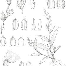 Image result for Andropogon pseudapricus