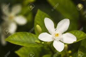 Jasmine flowers are set during another outdoor stretch of six weeks in the cool of autumn. Thai White Jasmine Flower In The Garden Stock Photo Picture And Royalty Free Image Image 14567399