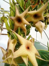 Image result for Stapelia gigantea