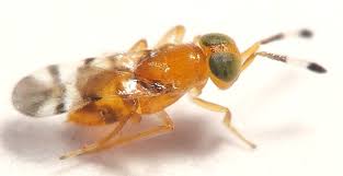 Image result for Microcharis