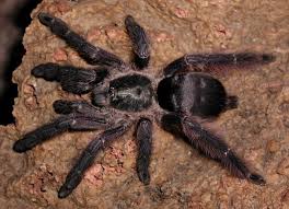 Image result for Diplolophium africanum