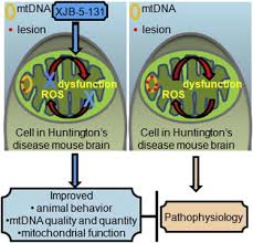 Mitochondria function in the animal cell. Targeting Of Xjb 5 131 To Mitochondria Suppresses Oxidative Dna Damage And Motor Decline In A Mouse Model Of Huntington S Disease Sciencedirect