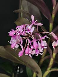 Image result for Epidendrum