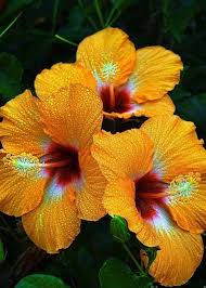 Pin On Hibiscus