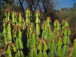 Image result for Euphorbia ingens