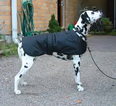 Check spelling or type a new query. 35 Diy Dog Coats