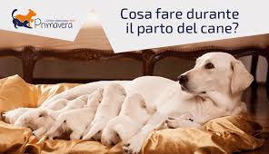 Puoi creare e condividere la tua playlist riunendo video da diverse piattaforme. Cosa Fare Durante Il Parto Del Cane Consigli Pratici