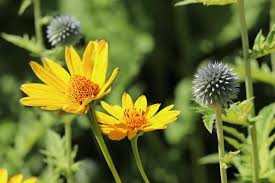 We did not find results for: Easy Perennial Plants For A Low Maintenance Garden The Old Farmer S Almanac