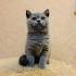 British Shorthair Kittens For Sale | Buy Now | Homepage ...