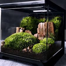 Desktop Terrarium Scene From Apollo Box Terrarium Scene Terrarium Jar Garden Terrarium