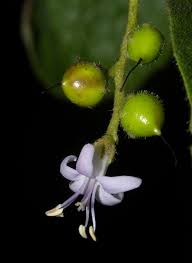 Image result for Ehretia obtusifolia