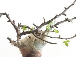 Image result for Commiphora tenuipetiolata