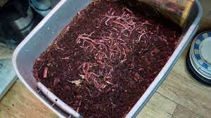 Corn meal is a common ingredient, in all recipes. Feeding Time For The European Night Crawlers And Red Wigglers These Are Some Happy Worms Youtube