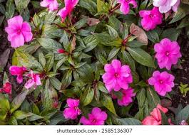 Image result for Impatiens irvingii