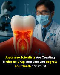 Drug to regrow missing teeth developed