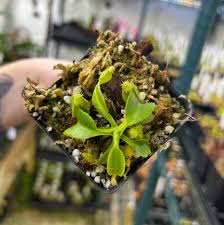 Image result for Burnatia enneandra