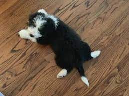 Maybe you would like to learn more about one of these? 6 Best Bernedoodle Breeders In Pennsylvania Pa 2021 We Love Doodles