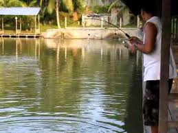 Essenkilogebrus Akan Mencoba Menghadirkan Racikan Umpan Sederhana Ikan Mas Terbaru Yang Sangat Ekonomis Tentunya Sudah Diuji Coba Dan H Ikan Mas Ikan Sederhana