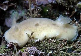 Image result for Cuviera tomentosa