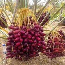Pin De Elza Lowen L Covas En Fruits And Veg Frutas Exoticas Arbol De Frutas Jardin De Frutas