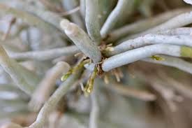 Image result for Microcoelia exilis