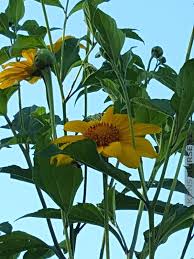 Image result for Tithonia diversifolia