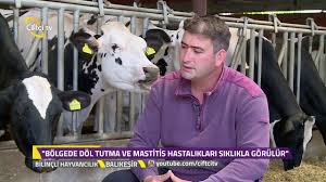Bilincli Hayvancilik Simental Ile Holstein Arasindaki Farklar Nelerdir Youtube