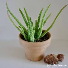 Image result for Aloe