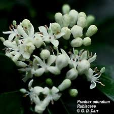 Image result for Psydrax