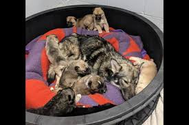 We obtained a four star rating from charity navigator and we participate in guidestar. Thunder Bay Area Rescue Network Sends 27 Dogs To Toronto Humane Society 2 Photos Tbnewswatch Com