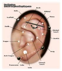 Ear Piercing Chart Wanting The Auricle Ear Piercing