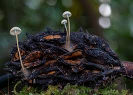 Image result for Strobilurus conigenoides