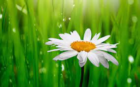 20 خلفية زهور رائعة عالية الدقة مجانا مداد الجليد green grass background flower backgrounds grass background
