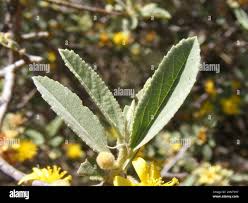 Image result for Grewia falcistipula