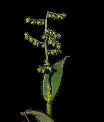 Image result for Isachne mauritiana