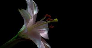 În situația în care moare un salariat sau un membru de familie al acestuia, legislația pensiilor obliga angajatorul, până în decembrie 2017, să acorde un. Ajutorul De Inmormantare Deces Cat Este In 2020 Si Cum Poti Intra In Posesia Lui